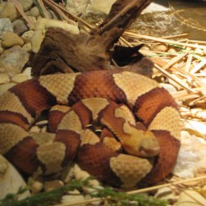 Staten Island Zoo 2010 - Trans-Pecos Copperhead in Kauffeld Hall of Reptile