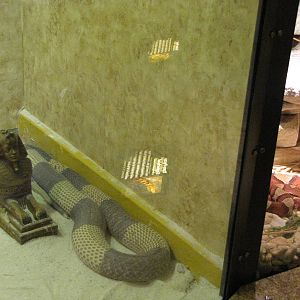 Staten Island Zoo 2010 - Egyptian Cobra and Trans-Pecos Copperhead