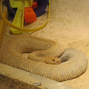 Staten Island Zoo 2010 - Aruba Rattlesnake in Kauffeld Hall of Reptiles