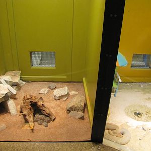 Staten Island Zoo 2010 - Mojave Rattlesnake exhibit