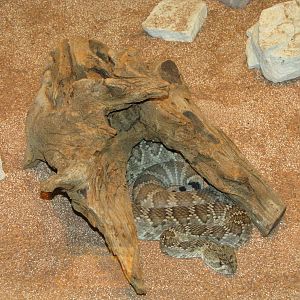 Staten Island Zoo 2010 - Mojave Rattlesnake in Kauffeld Hall of Reptiles