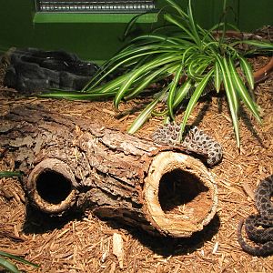 Staten Island Zoo 2010 - Dusky Pigmy Rattlesnake in Kauffeld Hall of Reptil