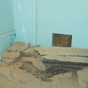 Staten Island Zoo 2010 - Beaded Lizard exhibit