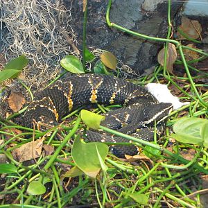 Staten Island Zoo 2010 - Taylors Cantil in Kauffeld Hall of Reptiles