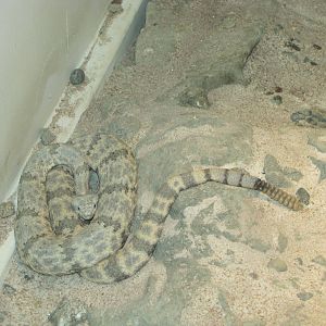 Staten Island Zoo 2010 - Rock Rattlesnake in Kauffeld Hall of Reptiles