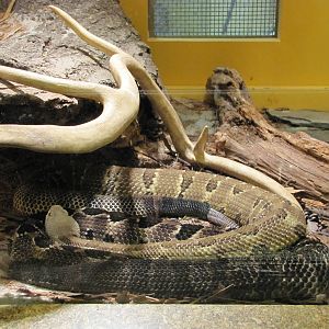 Staten Island Zoo 2010 - Timber Rattlesnake in Kauffeld Hall of Reptiles