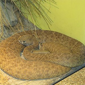Staten Island Zoo 2010 - West Diamond Rattlesnake in Kauffeld Hall of Repti