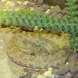 Staten Island Zoo 2010 - Grand Canyon Rattlesnake in Kauffeld Hall of Repti