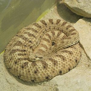Staten Island Zoo 2010 - Mojave Desert Sidewinder in Kauffeld Hall of Repti
