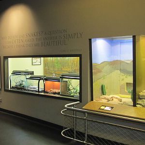 Staten Island Zoo 2010 - Nursery in Kauffeld Hall of Reptiles