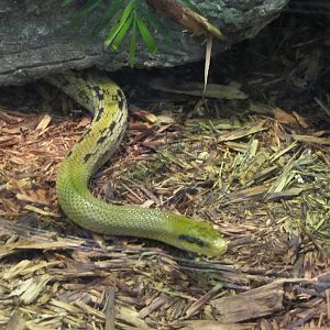 Staten Island Zoo 2010 - Blue Beauty Snake in Kauffeld Hall of Reptiles