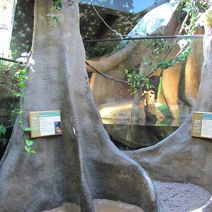 Staten Island Zoo 2010 - Red Bellied Piranha exhibit in Tropical Forest bui