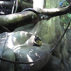 Staten Island Zoo 2010 - Black-haned Spider Monkey in Tropical Forest build
