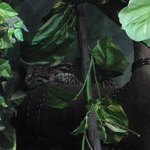 Staten Island Zoo 2010 - Ocelot in Tropical Forest building