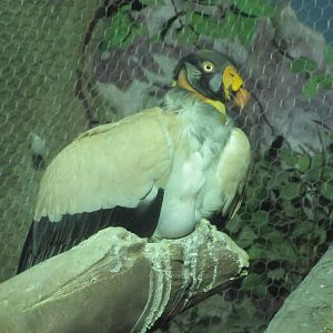 Staten Island Zoo 2010 - King Vulture in Ocelot in Tropical Forest building