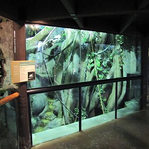 Staten Island Zoo 2010 - Front of King Vulture exhibit in Tropical Forest b