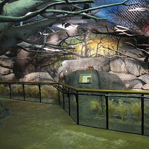 Staten Island Zoo 2010 - Amur Leopard exhibit in African Savanna building