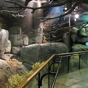 Staten Island Zoo 2010 - Amur Leopard exhibit in African Savanna building