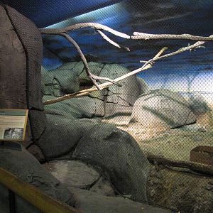 Staten Island Zoo 2010 - Serval exhibit in African Savanna building