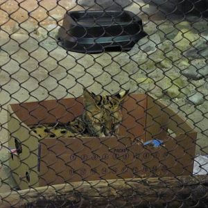 Staten Island Zoo 2010 - Serval in a box