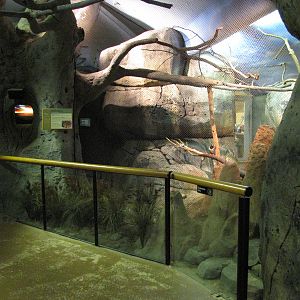 Staten Island Zoo 2010 - Front of Rock Hyrax exhibit in African Savanna bui
