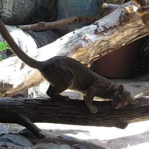 Staten Island Zoo 2010 - Fossa in African Savanna building