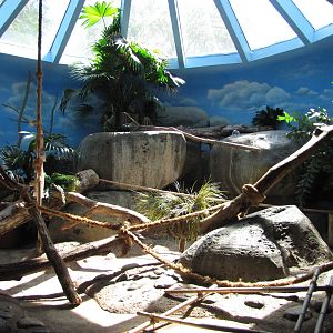 Staten Island Zoo 2010 - Fossa exhibit in African Savanna building