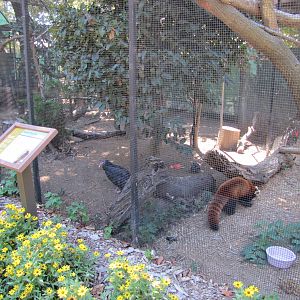 Staten Island Zoo 2010 - Turkey Vulture and Red Panda