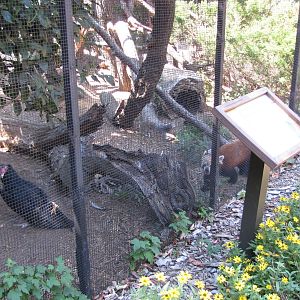 Staten Island Zoo 2010 - Turkey Vulture and Red Panda