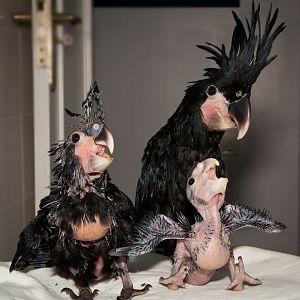 Chicks of Palm Cockatoo