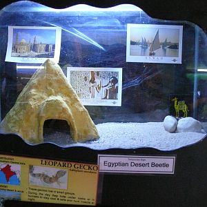 Leopard gecko vivarium