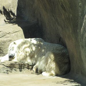 Philadelphia Zoo 2010 - Polar Bear