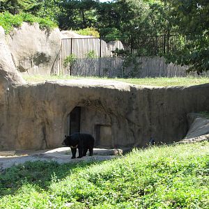 Philadelphia Zoo 2010 - Part of Asiatic Black Bear exhibit
