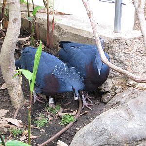 Philadelphia Zoo 2010 - Victoria Crowned Pigeon in McNeil Avian Center