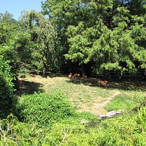 Philadelphia Zoo 2010 - Flamingo exhibit
