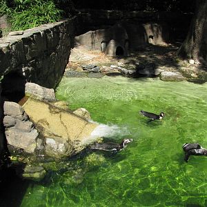 Philadelphia Zoo 2010 - Humboldt Penguins