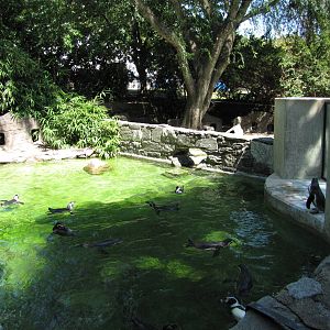 Philadelphia Zoo 2010 - Part of second Humboldt Penguin exhibit