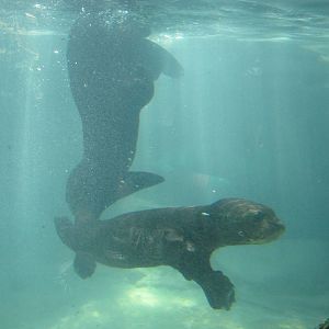 Philadelphia Zoo 2010 - Giant Otter pup learns to dive