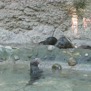 Philadelphia Zoo 2010 - Giant Otter mother teaches her pups to swim