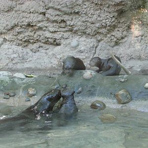 Philadelphia Zoo 2010 - Giant Otter mother teaches her pups to swim