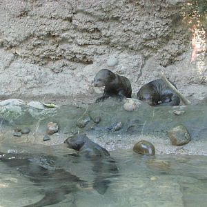 Philadelphia Zoo 2010 - Giant Otter mother teaches her pups to swim