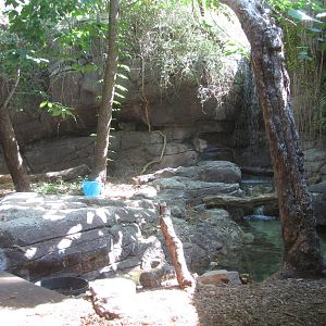 Philadelphia Zoo 2010 - Canadian Lynx exhibit in Carnivore Kingdom