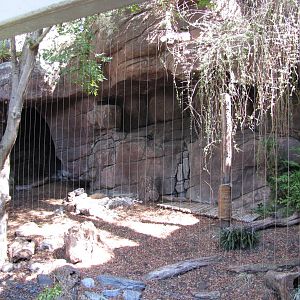 Philadelphia Zoo 2010 - Snow Leopard exhibit in Carnivore Kingdom