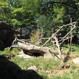 Philadelphia Zoo 2010 - Inside White-nosed Coati exhibit in Carnivore Kingd