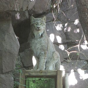 Philadelphia Zoo 2010 - Canadian Lynx in Carnivore Kingdom