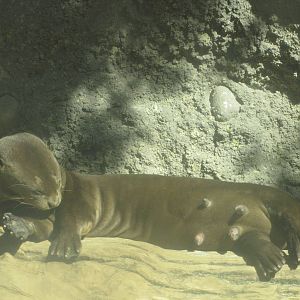 Philadelphia Zoo 2010 - Giant Otter mother