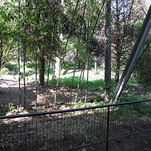 Philadelphia Zoo 2010 - Rotating exhibit for Amur Leopard and Snow Leopard