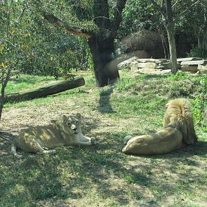 Philadelphia Zoo 2010 - Pale African Lions