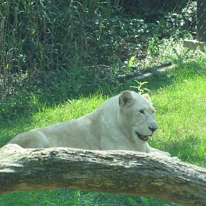 Philadelphia Zoo 2010 - White African Lion