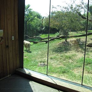 Philadelphia Zoo 2010 - Viewing window into the African Lion exhibit